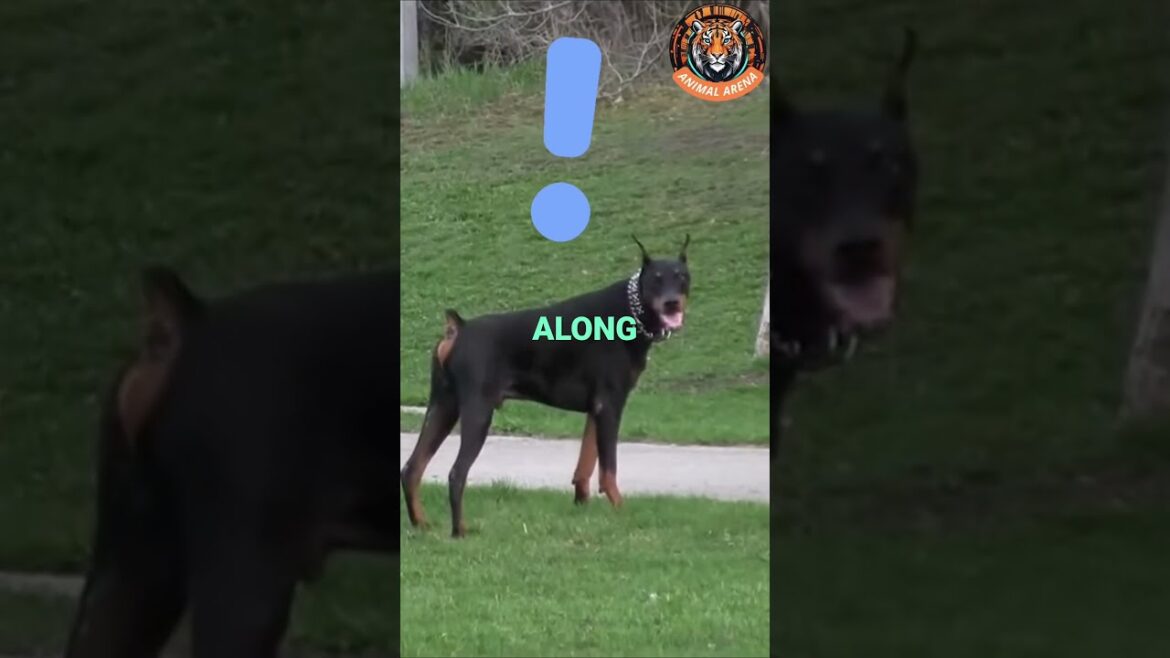 Doberman Watching Over 3 Little Girls – The Ultimate Protector Doberman Watching Over 3 Little Girls – The Ultimate Protector