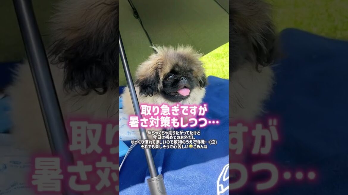 【ペキニーズ】記念すべき！ちまき初めてのおでかけ♪#ペキニーズ#pekingese#犬のいる生活#可愛い#犬のいる生活#子犬#puppy