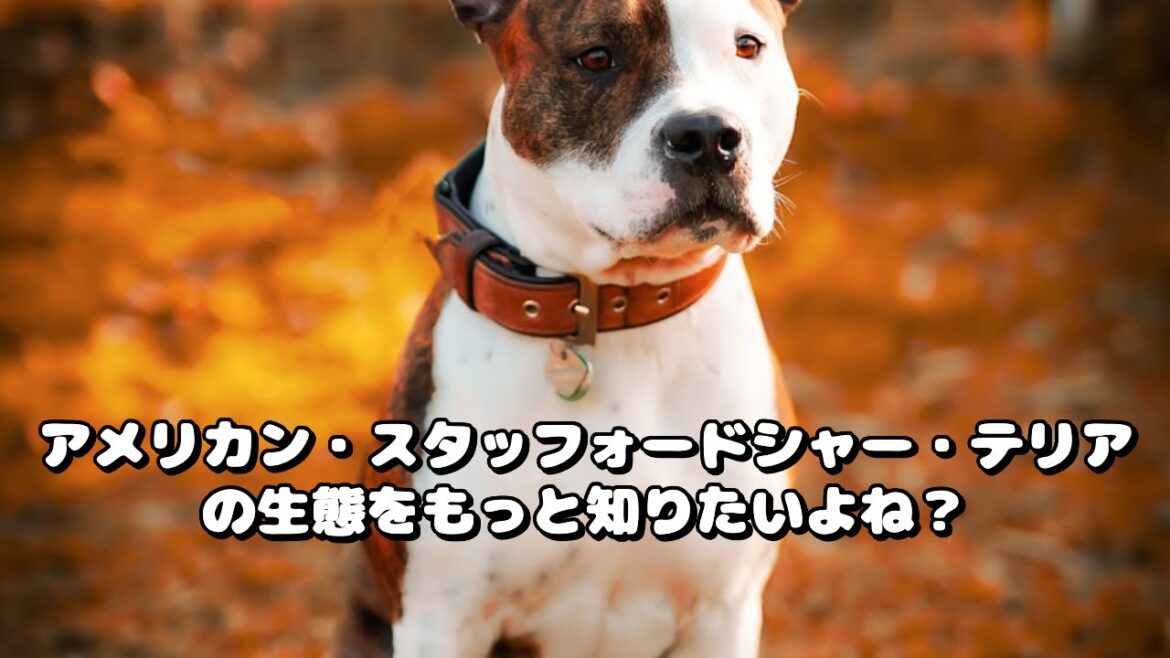 アメリカン・スタッフォードシャー・テリアの生態を徹底解説！   #shorts ￼ #POTO  #アメリカンスタッフォードシャーテリア #アメスタ #犬の飼い方 #犬種紹介 #ペット #愛犬