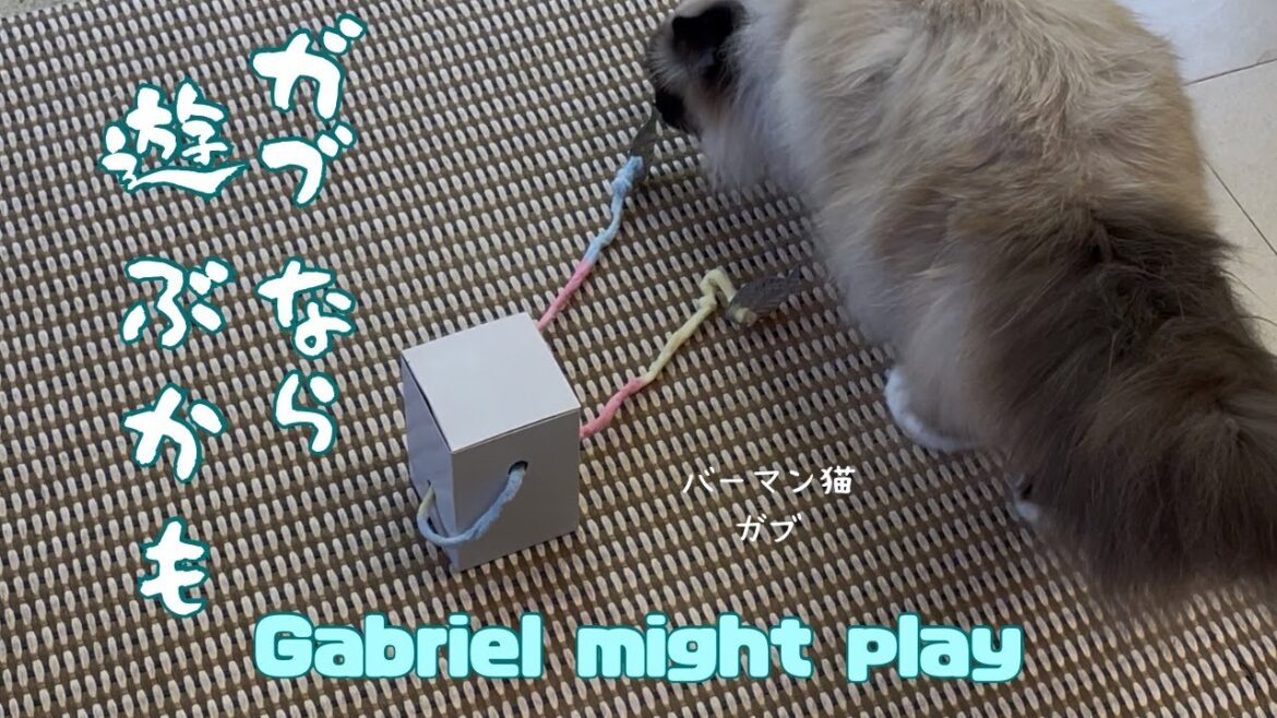 バーマン猫ガブ【ガブなら遊ぶかも】Gabriel might play（バーマン猫）Birman/Cat