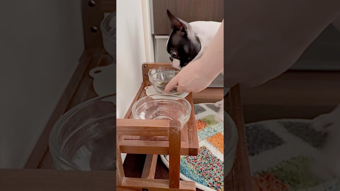 おはよう！メルの朝ごはん #ボストンテリア #ボステリ #bostonterrier