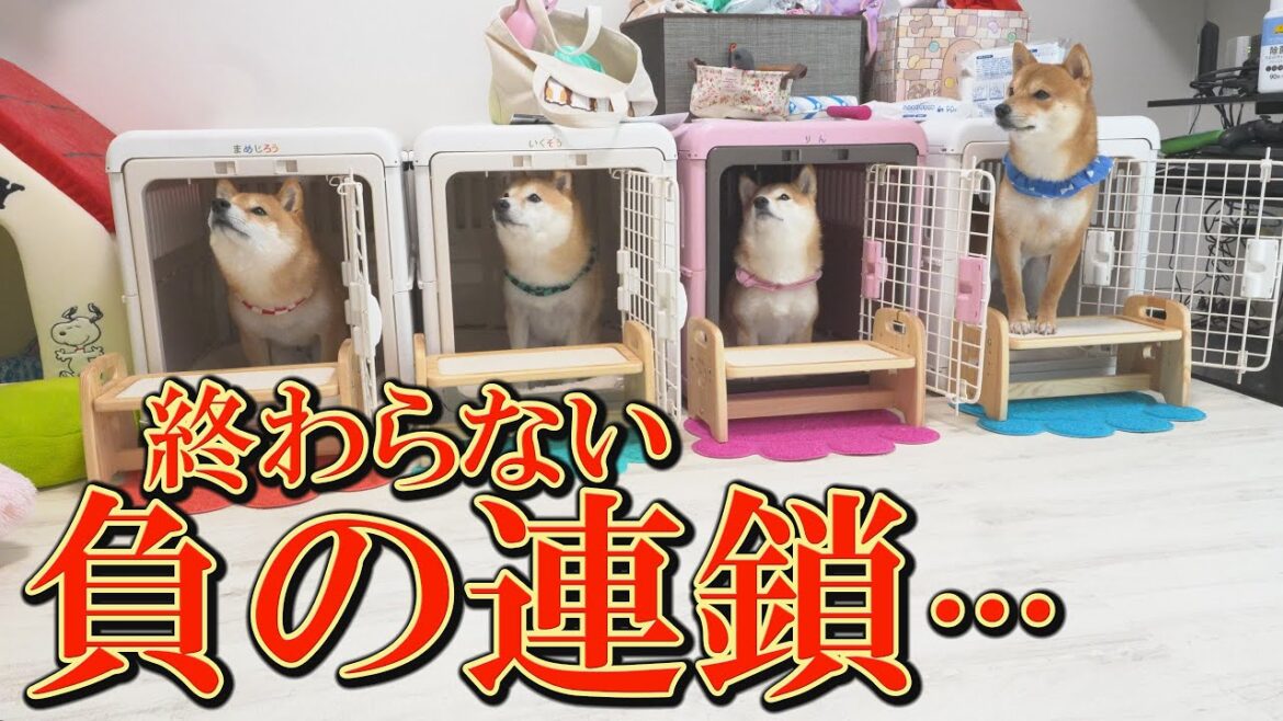 兄柴犬の脳検査まで2日。悪い事は続くものです・・・
