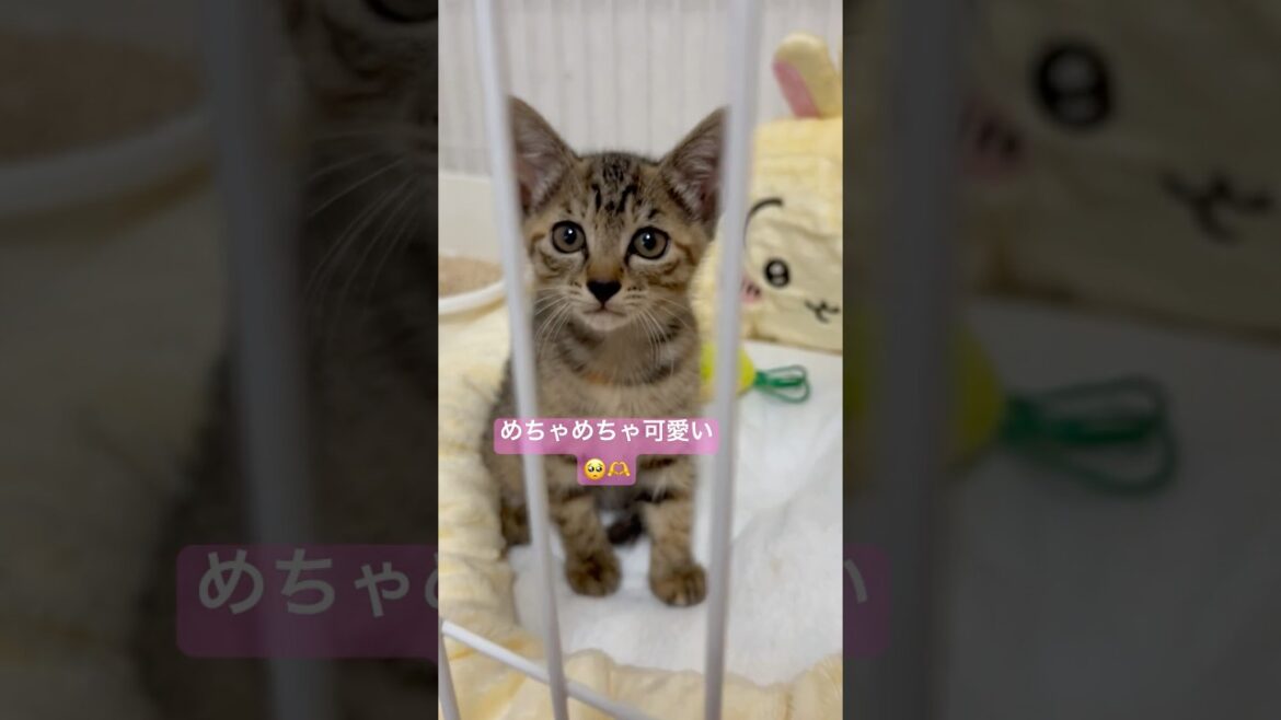 本日、グリ子ちゃんをお迎えしました🥰💖#こねこ #子猫 #子ネコ #お迎え初日 #子猫のいる暮らし