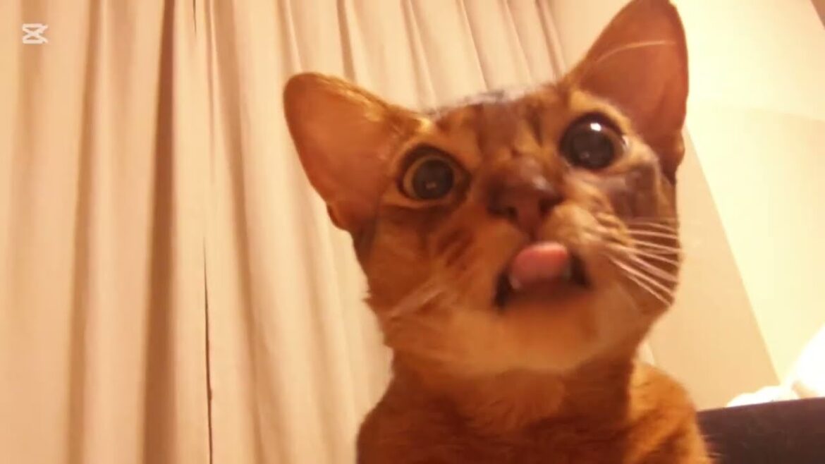 記憶（2025）アビシニアン🐾男の子
