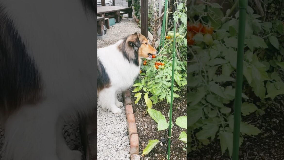 【シェルティ】トマト狩り🍅