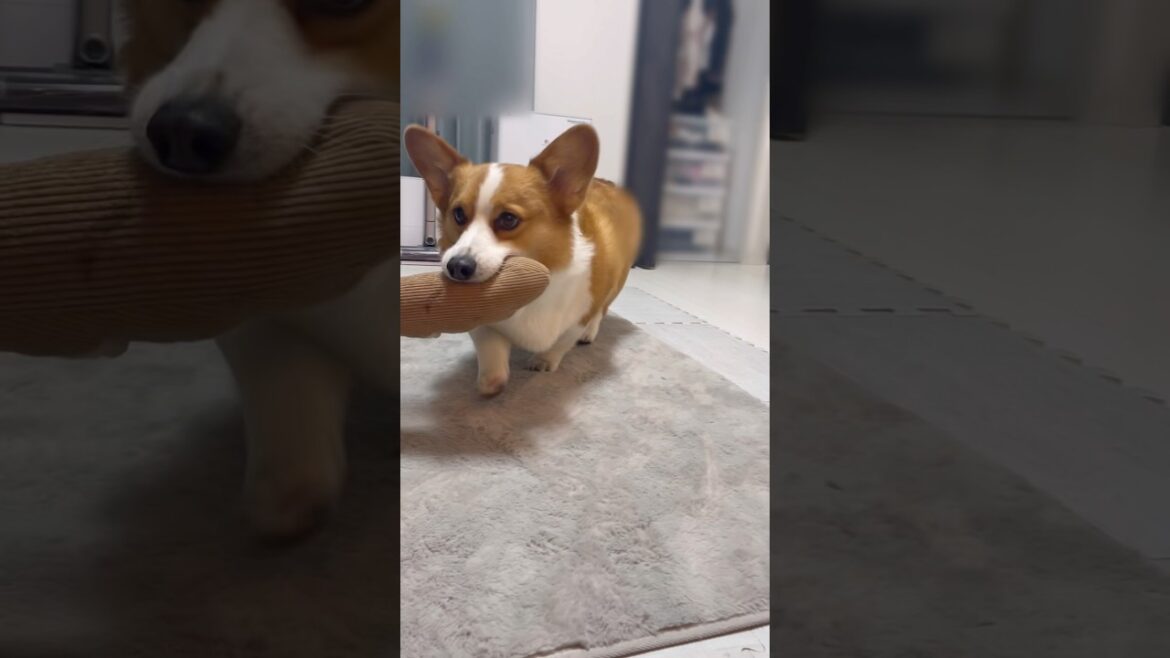 ぬいぐるみを咥えてる口が好き#コーギー#コーギー犬#コーギーのいる暮らし #犬 #犬のいる暮らし #犬のいる生活 #corgi #dog