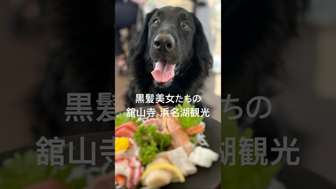 黒髪美女たちと舘山寺、浜名湖観光② フラットコーテッドレトリバー