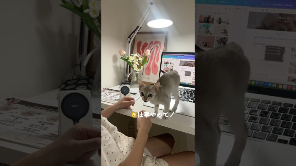 仕事の邪魔してくる子猫が可愛すぎる#シンガプーラ #子ネコ #猫のいる暮らし #好きな子猫