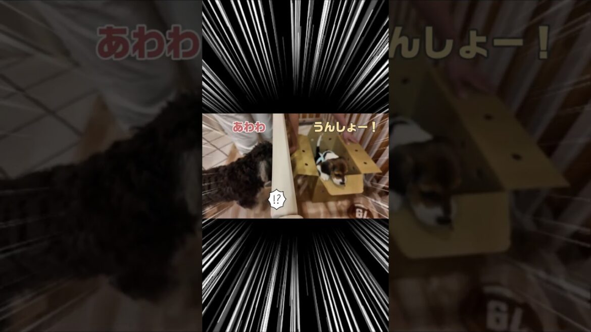 赤ちゃん犬と先住犬の初対面 #ミニチュアシュナウザー #ビーグル   #お迎え