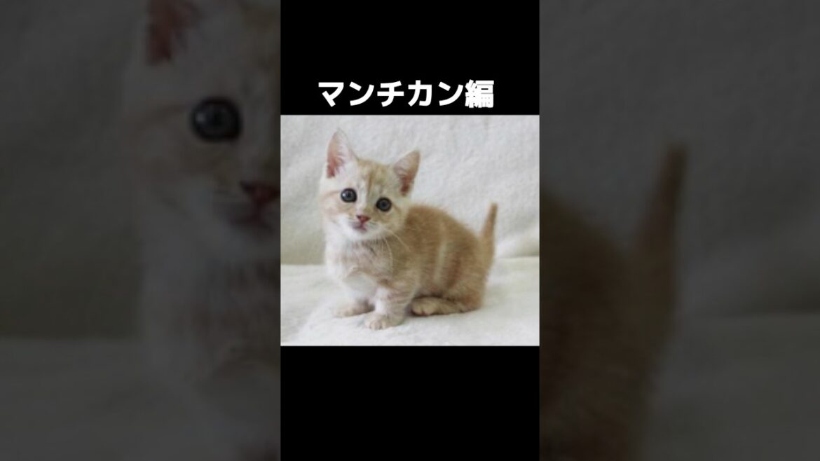 ～ 動物の雑学集 ～　マンチカン編　SNSで話題沸騰！マンチカン人気の秘密とは？　#動物　#雑学　#マンチカン　#猫 #shorts