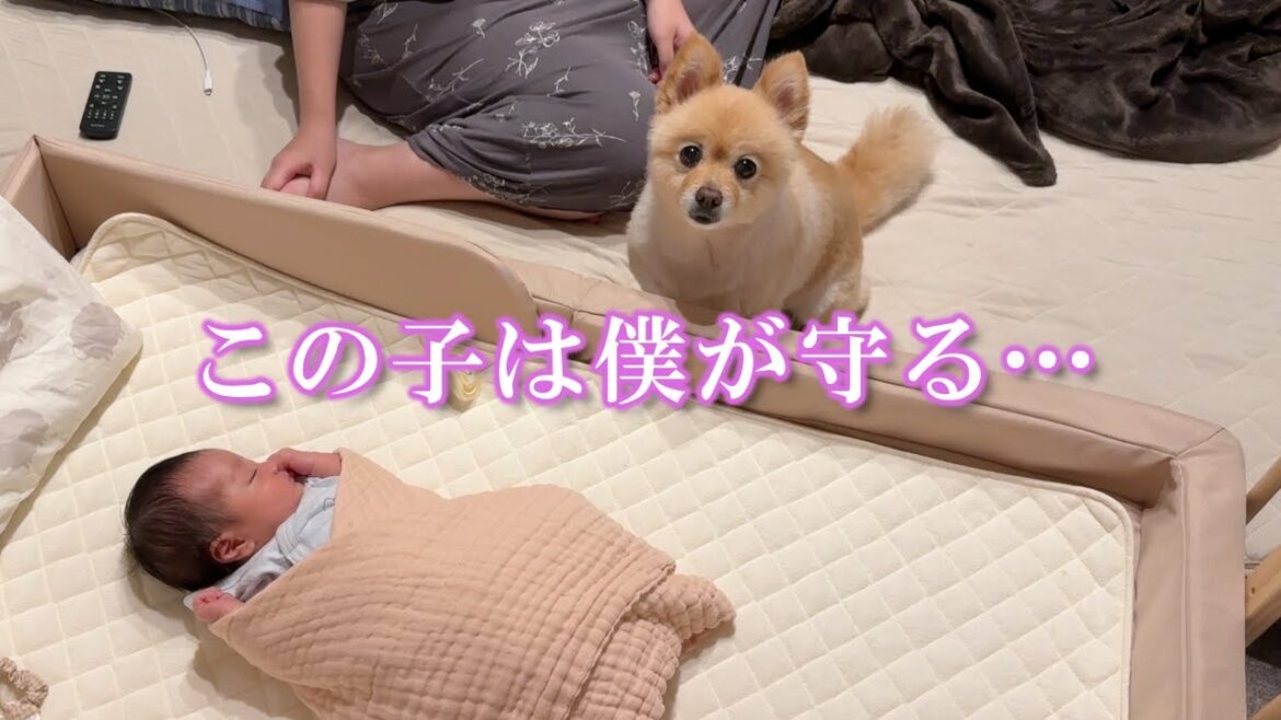 赤ちゃんの様子を常に心配する過保護なポメラニアン
