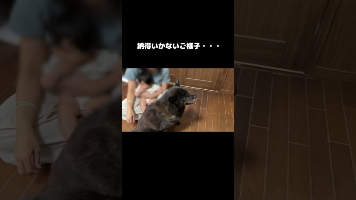どうしても赤ちゃんと一緒にいたい甲斐犬