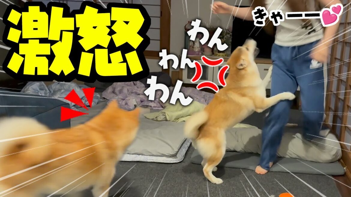 柴犬と娘が大喧嘩に…姉柴犬が止めに入り事態は急展開へ 柴犬と娘が大喧嘩に…姉柴犬が止めに入り事態は急展開へ