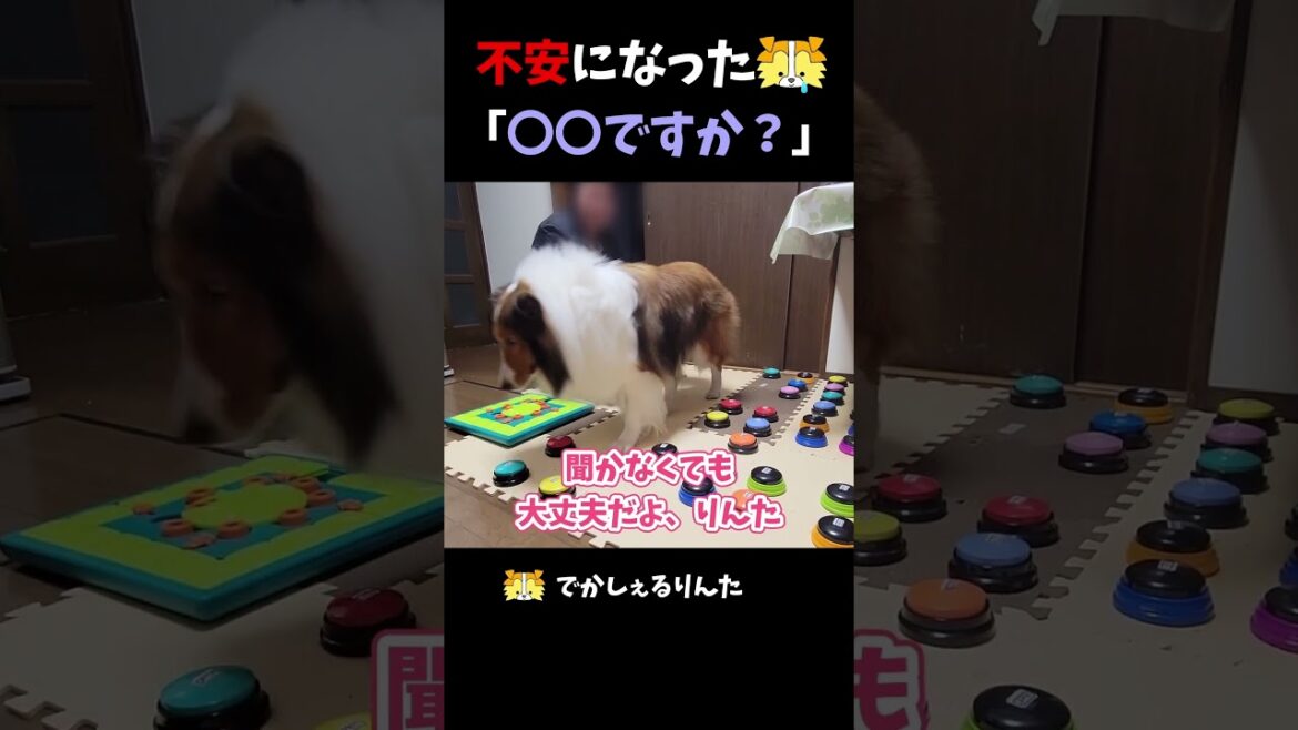 不安になったシェルティ「〇〇ですか?」【会話ボタンでしゃべる犬】 #shorts #犬 不安になったシェルティ「〇〇ですか?」【会話ボタンでしゃべる犬】 #shorts #犬