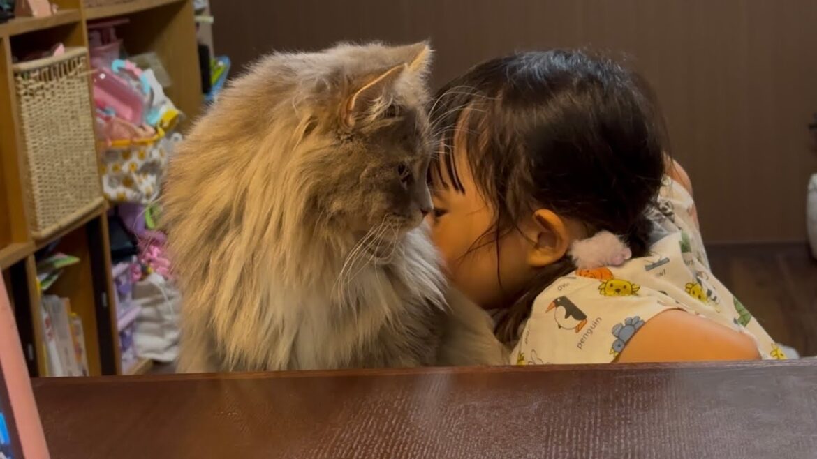ハグや猫吸いをされる猫　ラガマフィン　サイベリアンA cat being hugged. Ragamuffin. Siberian