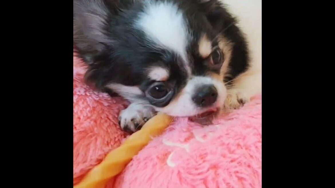 【チワワ】ロングコートチワワのトライカラーの男の子❤️ #チワワ #chihuahuafanclub #chihuahua #puppy