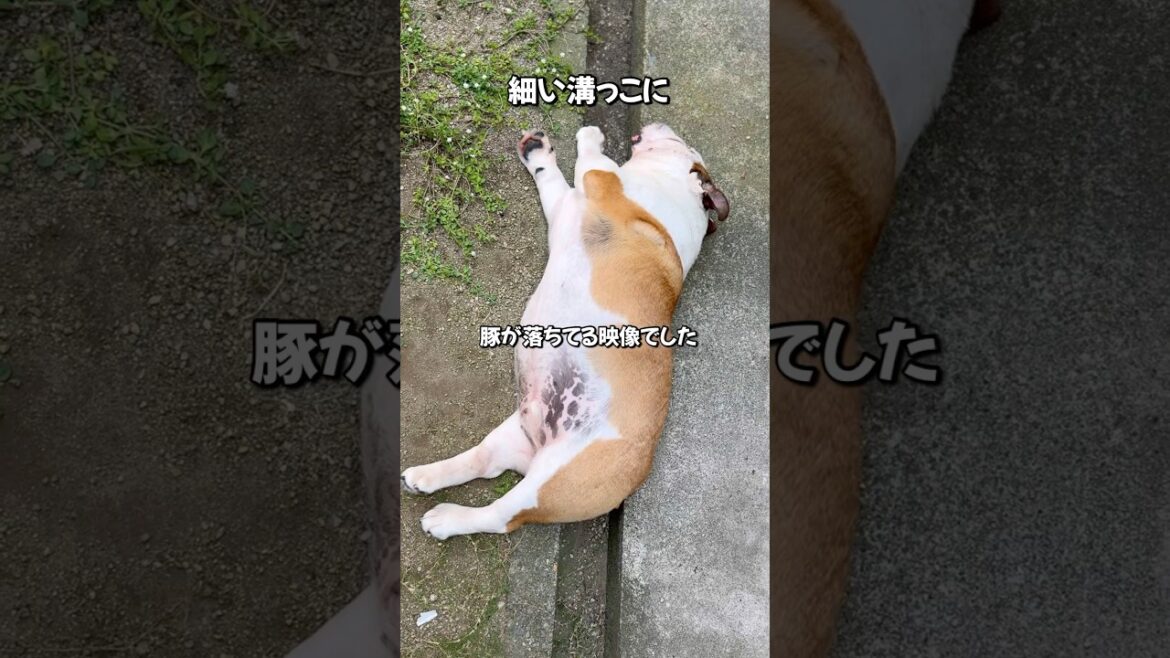 え…なんでここ？#まめりき #ブルドッグまめ #englishbulldog