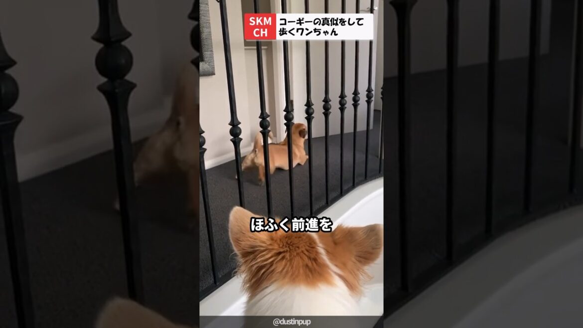 コーギーの真似をしてほふく前進するワンちゃん