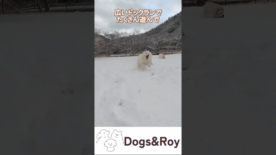 【Dogs&Roy】京都美山のブリーダー　サモエド、英国ゴールデン、トイプードルたちが過ごしています