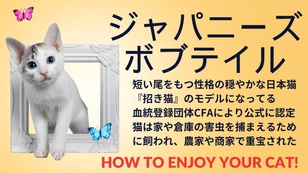 ジャパニーズボブテイルは性格の穏やかな短い 『招き猫』のモデルでもあり尻尾を持った猫 日本猫の一種 血統登録団体CFAにより公式に認定 #ジャパニーズボブテイル #ねこ #shorts ジャパニーズボブテイルは性格の穏やかな短い 『招き猫』のモデルでもあり尻尾を持った猫 日本猫の一種 血統登録団体CFAにより公式に認定 #ジャパニーズボブテイル #ねこ #shorts