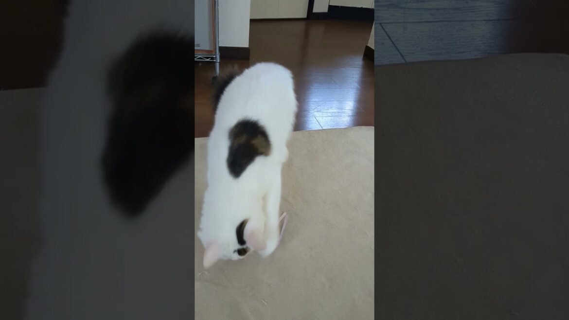 フランクフルトのぬいぐるみがお気に入り/He loves his Frankfurt toy.#保護猫 #ターキッシュバン #Turkish Van