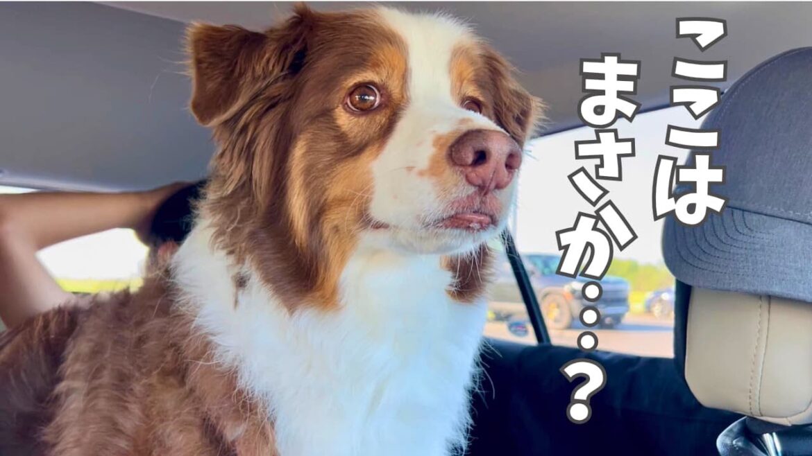 大好きな場所に着いたことに気がついた大型犬の反応が愛おしすぎる|オーストラリアンシェパード 大好きな場所に着いたことに気がついた大型犬の反応が愛おしすぎる|オーストラリアンシェパード