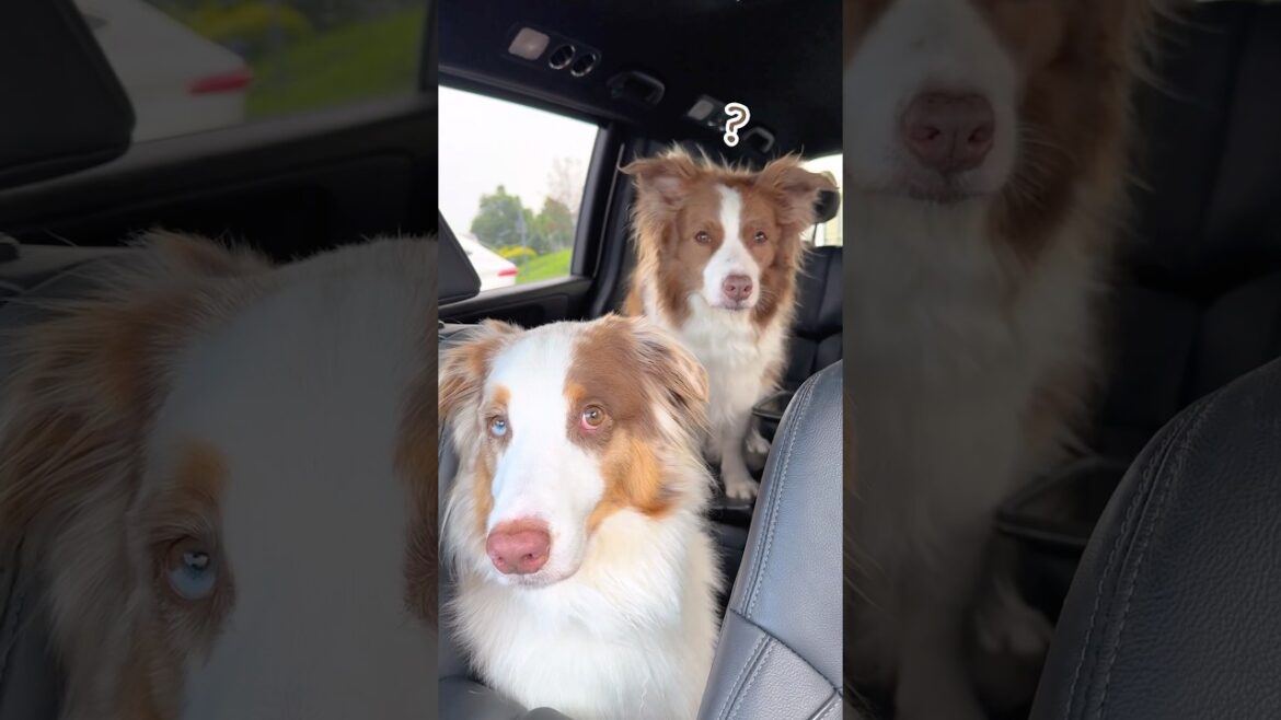 一生懸命お話を聞いてくれる犬が可愛すぎる🥺♡【ボーダーコリー・オーストラリアンシェパード】#shorts 一生懸命お話を聞いてくれる犬が可愛すぎる🥺♡【ボーダーコリー・オーストラリアンシェパード】#shorts