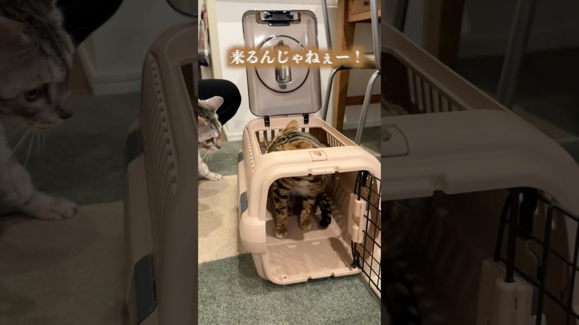 病院に連れていったら全てを信じられなくなった猫 #ルトロゼ #ベンガル #cat 病院に連れていったら全てを信じられなくなった猫 #ルトロゼ #ベンガル #cat
