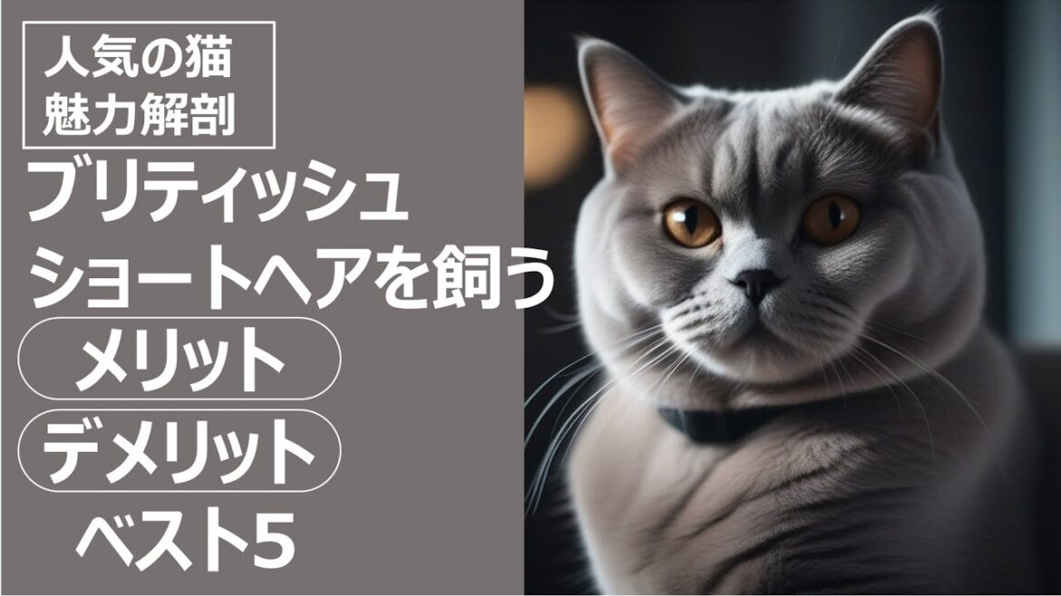 人気の猫 魅力解剖！ブリティッシュショートヘアを飼うメリット・デメリットベスト5