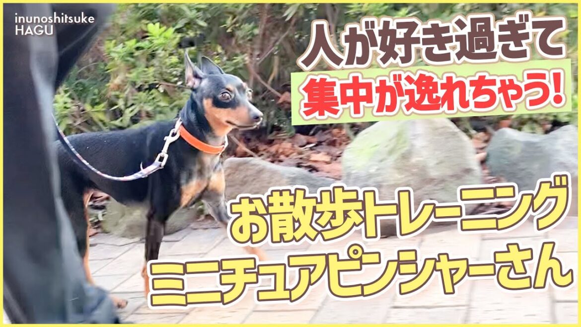 【ミニチュアピンシャー】ドッグトレーナーの実際のお散歩シーン!うまくいくコツを実況解説 【ミニチュアピンシャー】ドッグトレーナーの実際のお散歩シーン!うまくいくコツを実況解説