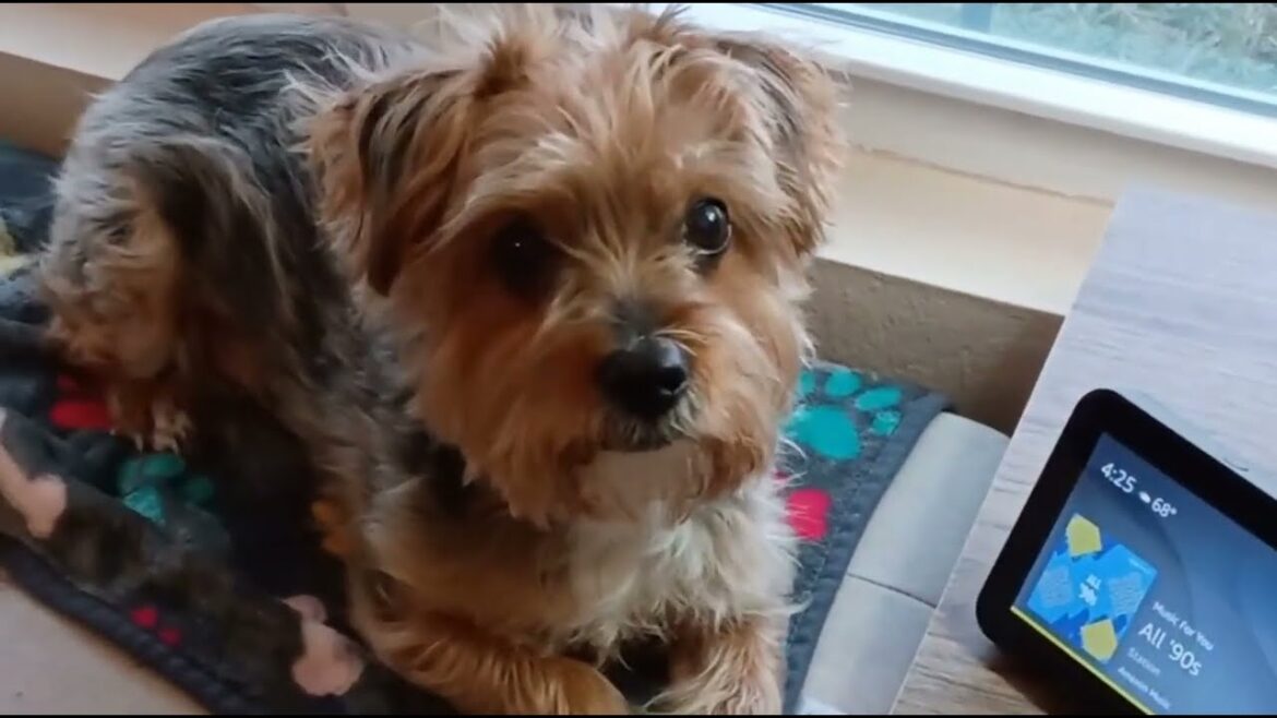 "Funny Yorkie Moments | Peanut the Yorkie Being Hilarious & Adorable!"