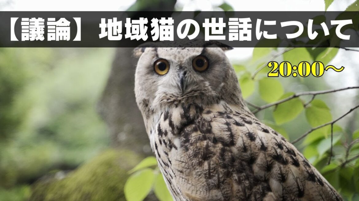 地域猫への餌やり賛成?反対? 地域猫への餌やり賛成?反対?