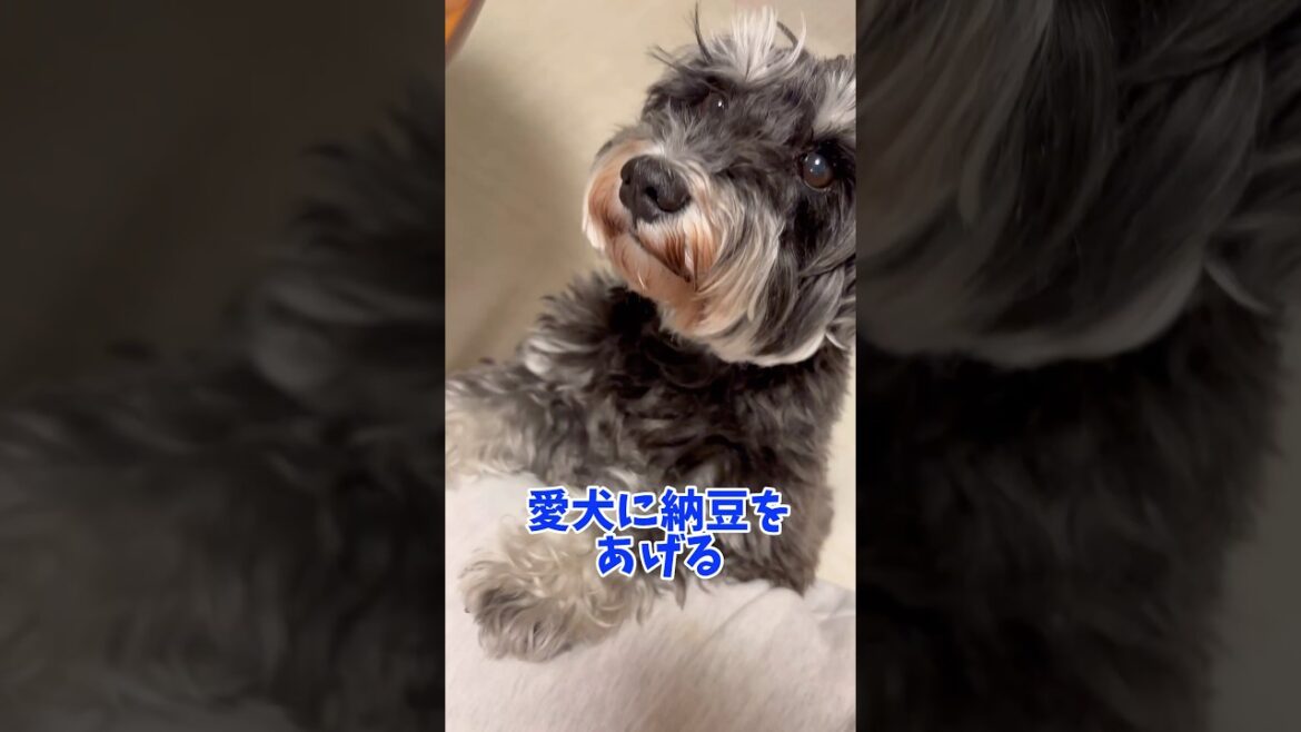 愛犬に納豆をあげる #シュナウザー #ミニチュアシュナウザー #元気になる動画 #元気お届け #癒し #犬のいる生活 #dog #納豆 #いぬ #わんこ #わんわん #わんちゃん #犬のいる暮らし