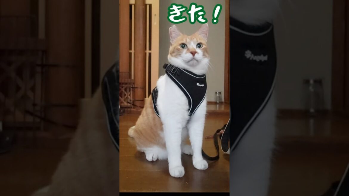 大好きなマダムに会ってデレる猫 #元野良猫チャチャ #猫武将 #ねこ #ネコ #猫 #cat 大好きなマダムに会ってデレる猫 #元野良猫チャチャ #猫武将 #ねこ #ネコ #猫 #cat