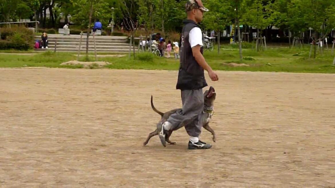 楽しく飼い主の横を歩く練習 ピットブルテリア1歳　「脚側行進」