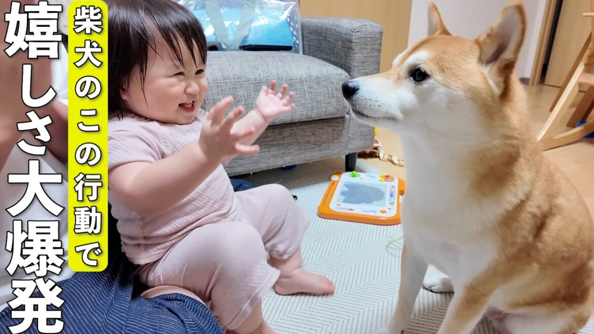 柴犬にちょっと優しくされただけで手を叩いて爆笑する1歳娘が可愛すぎた…