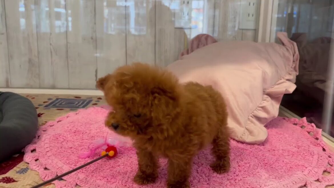 ティーカッププードル　女の子　2025/5/2生まれ