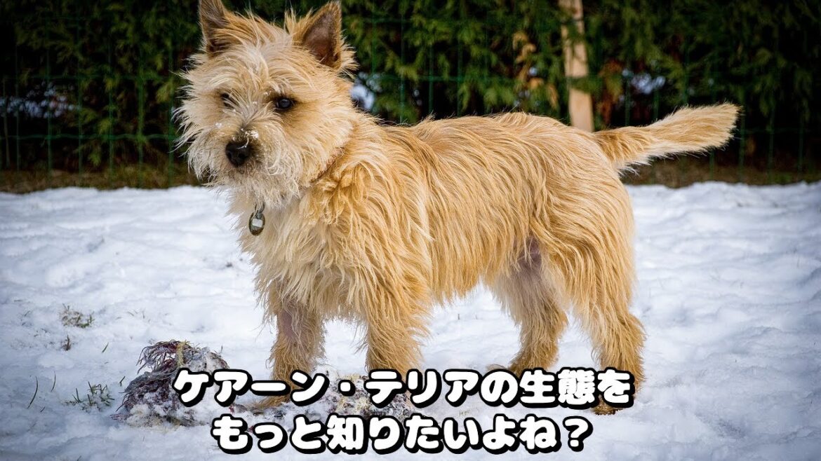 ケアーン・テリアの魅力と生態を徹底解説！ #shorts ￼ #POTO  #ケアーンテリア #犬種 #犬の飼い方 #ペット #犬好き #犬の生態 #テリア #愛犬 #犬の健康 #犬のトレーニング
