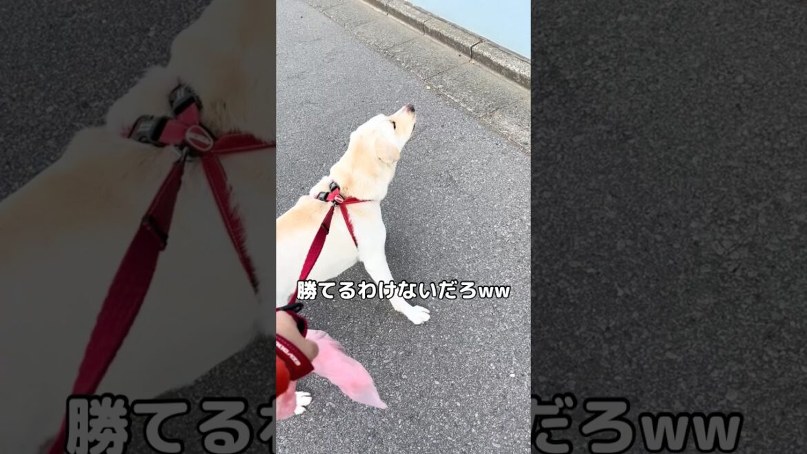 勝てっこない相手に勝負を挑むラブラドール #ラブラドール #ラブラドールレトリバー #大型犬 勝てっこない相手に勝負を挑むラブラドール #ラブラドール #ラブラドールレトリバー #大型犬