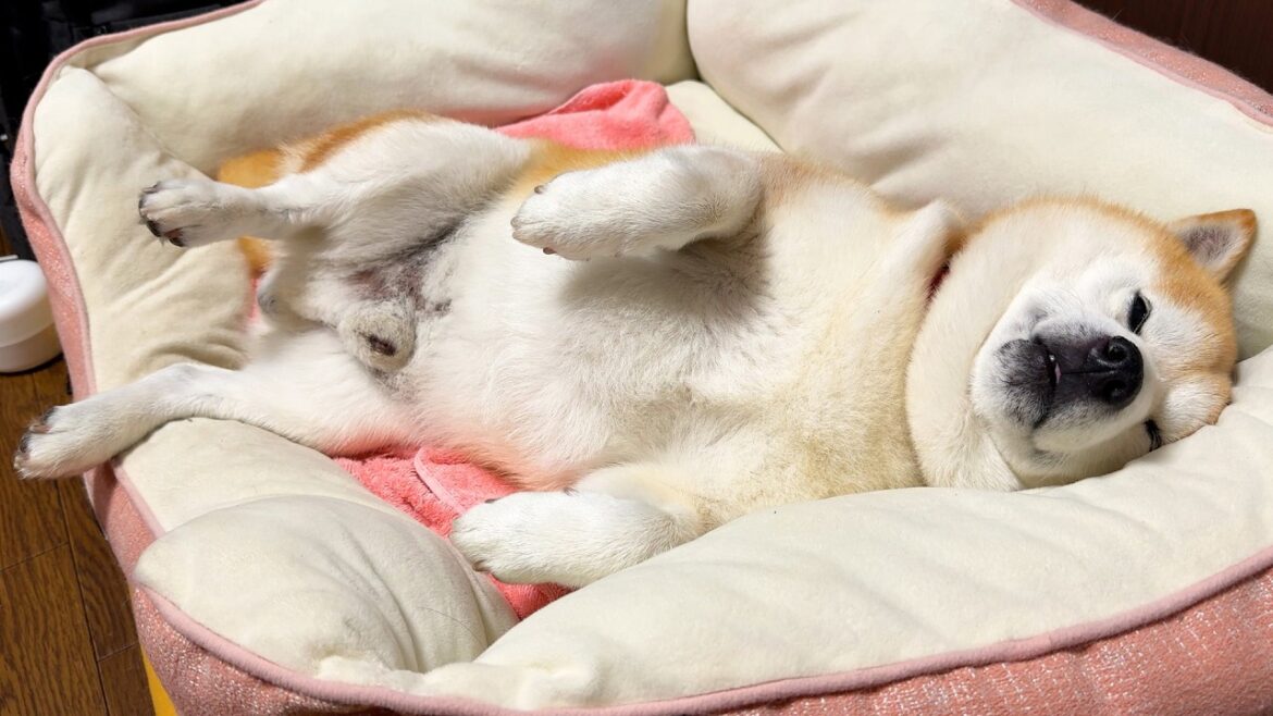 野生の概念が絶滅した柴犬