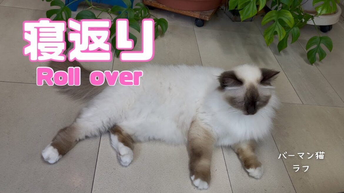 バーマン猫ラフ【寝返り】Roll over（バーマン猫）Birman/Cat