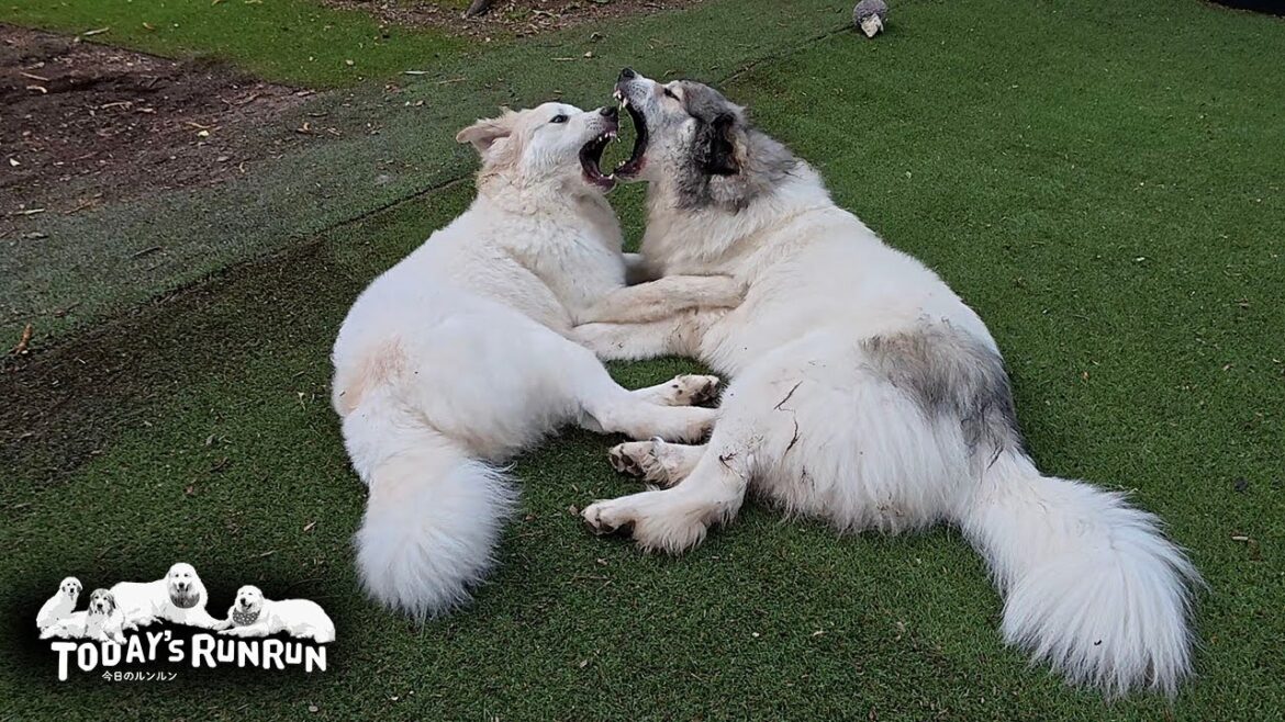 ベルの機嫌をうかがいながらひとりで遊んだり絡んだりするリリーです　Great Pyrenees　グレートピレニーズ