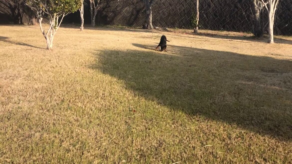 ロットワイラー　４ヶ月　ゆきちゃん、今日も公園で。