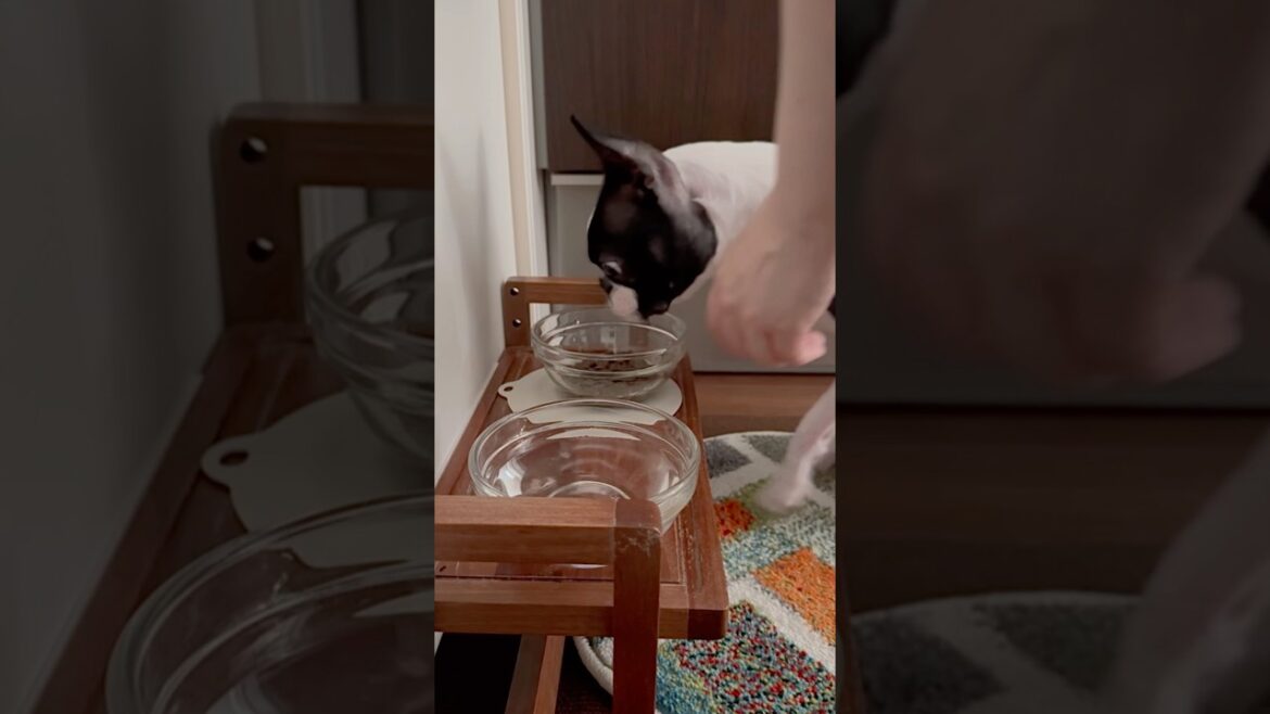 おはよう！メルの朝ごはん #ボストンテリア #ボステリ #bostonterrier