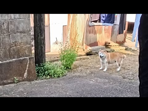 モモさんが呼んでも来ない柴犬みたいな事をはじめた モモさんが呼んでも来ない柴犬みたいな事をはじめた