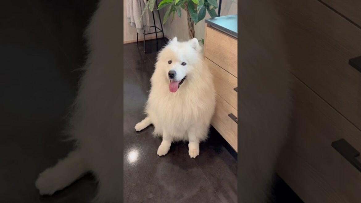 パパの夕飯を狙う、サモエド　#サモエド #大型犬のいる生活 #大型犬 #samoyed #doglife