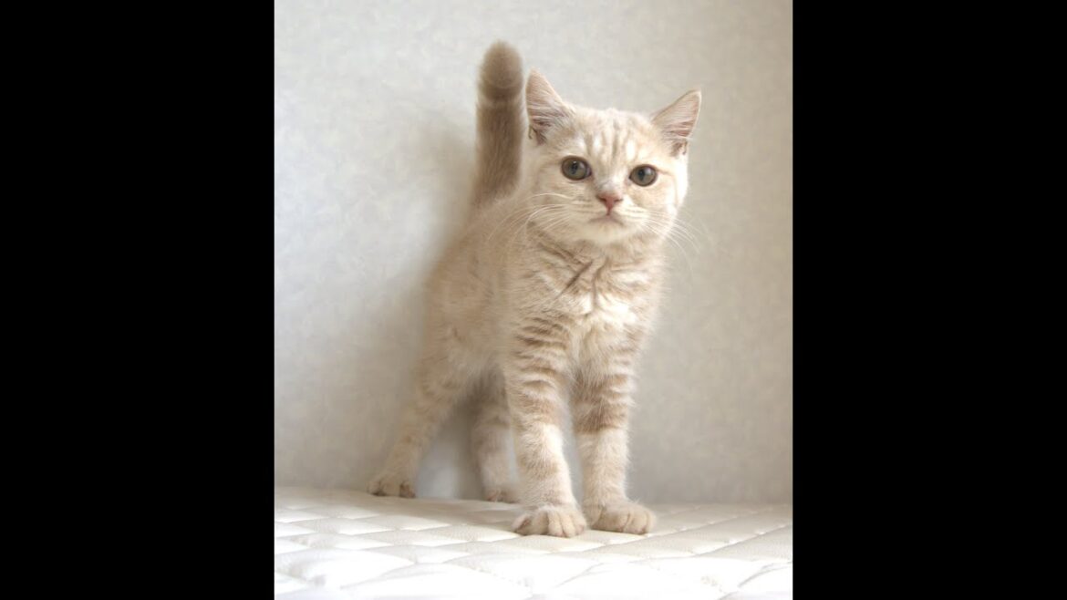ブリティッシュショートヘアー子猫　British Shorthair　2025.3.20産まれ　クリーム　男の子　シーダキャット猫のお店
