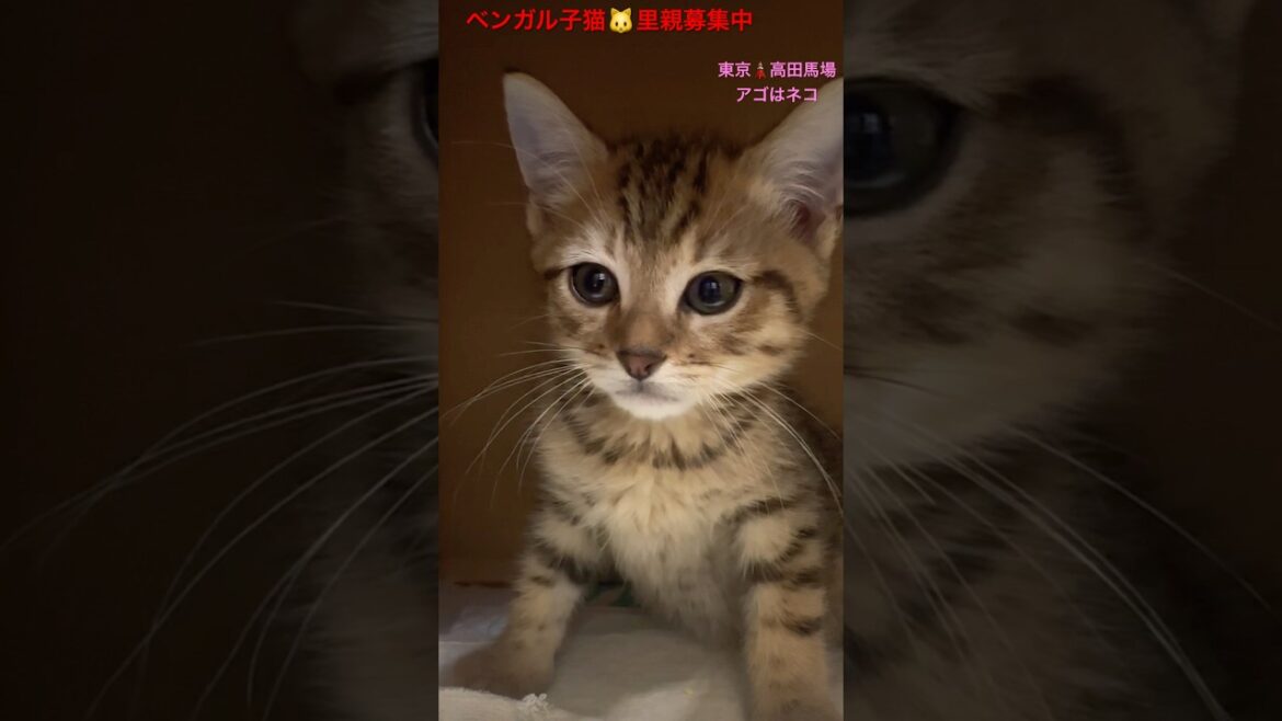 #里親募集中子猫アゴはネコ #ベンガル子猫