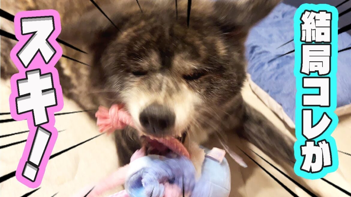 【秋田犬】暑くてだるくてやる気なくてもドギボは大好き！【ドギーボックス】【akita dog】