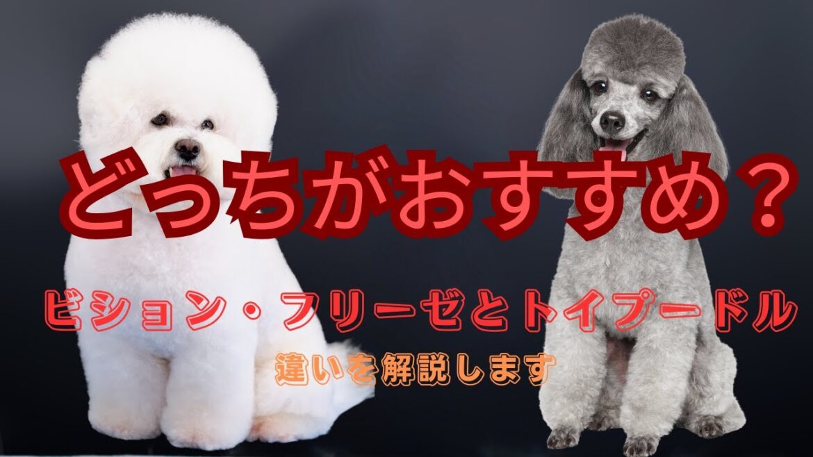 ビション･フリーゼとトイプードルあなたならどっち？#犬　#ビション・フリーゼ　#トイプードル　#初心者　#飼いやすい